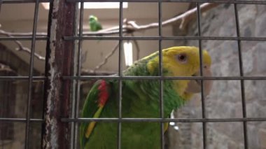 amazon parrot with yellow neck closeup. Tropical bird video