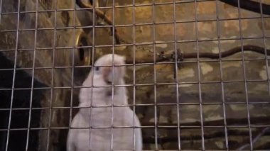 A white-headed Cacatua galerita looking at the camera and dancing. Close-up on the face