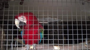 beautiful red macaw. Stock 4k footage. Close up video