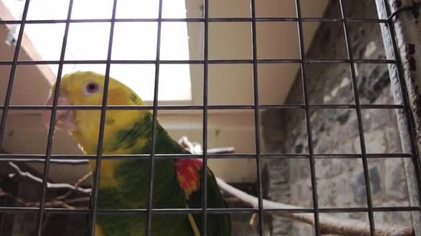 Amazon Parrot Yellow Neck Closeup Tropical Bird Video — Stock Video
