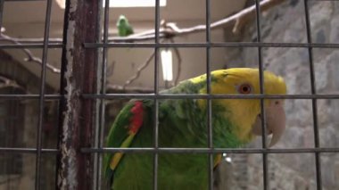Amazonian parrot with a yellow neck is eating something. Tropical parrot looks at the camera and blinks. Slow motion