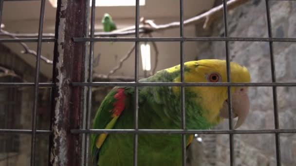 Amazonian Parrot Yellow Neck Eating Something Tropical Parrot Looks Camera — Stock videók