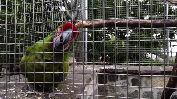 Green Macaw Gnaws Cage Looks Directly Camera — Video Stock