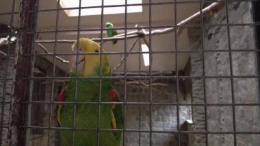 amazon parrot with yellow neck closeup. Tropical bird video