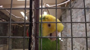 amazon parrot with yellow neck closeup. Tropical bird video