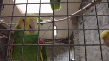 amazon parrot with yellow neck closeup. Tropical bird video