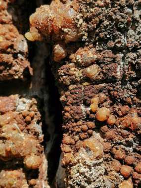 ağaç, ağaç kabuğu ve reçine hasarlı bölgeyi çam ağacı reçine yakın çekim