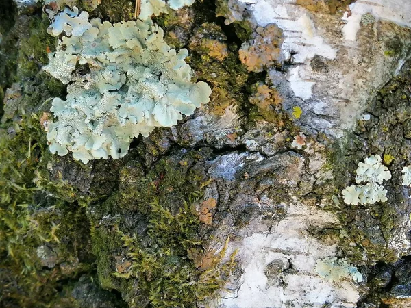 Closeup Uma Árvore Vidoeiro Casca Textura Com Musgo Textura Árvore — Fotografia de Stock