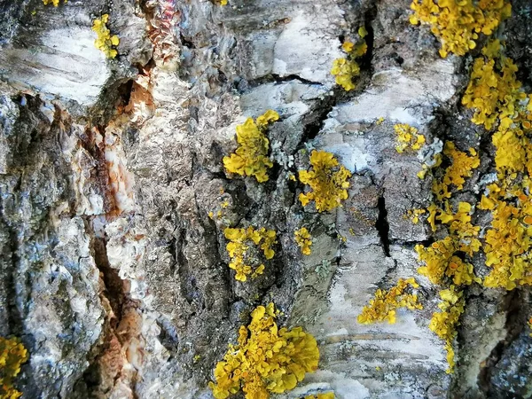 Bir Huş Ağacının Yosunlu Ağaç Kabuğu Dokusuna Yakın Çekim Ağaç — Stok fotoğraf