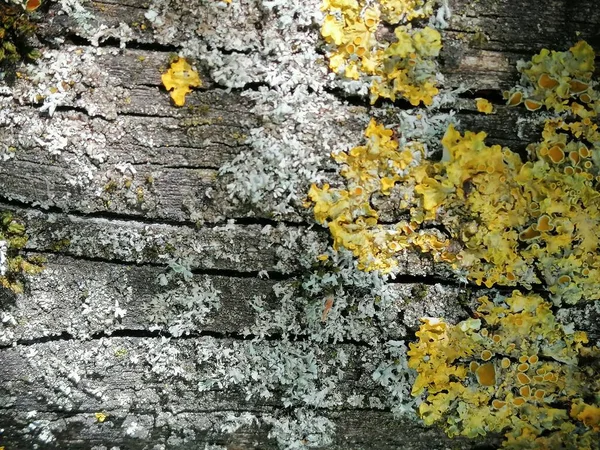 Bir Huş Ağacının Yosunlu Ağaç Kabuğu Dokusuna Yakın Çekim Ağaç — Stok fotoğraf