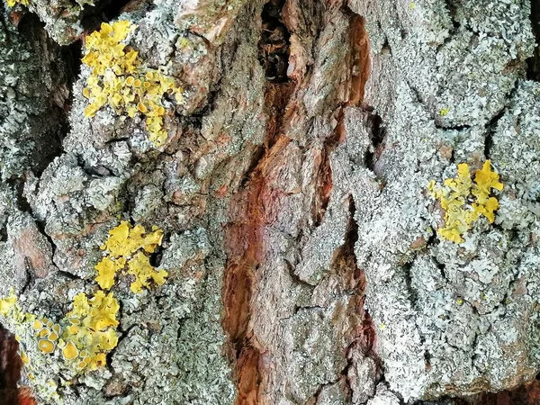 Primo Piano Struttura Corteccia Albero Con Muschio Albero Texture Sfondo — Foto Stock