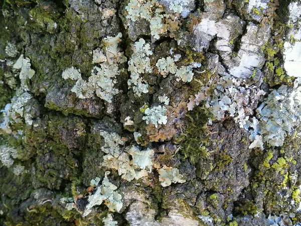 用苔藓包裹桦树树皮纹理 树结构背景 — 图库照片