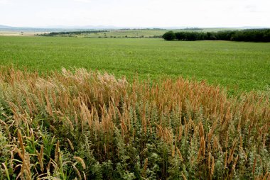 Kurumuş çiçekli yeşil bir çayır manzarası. Araba yolculuğu konsepti. Pencereden manzara güzel. Boşluğu kopyala