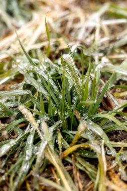 Buzlu çimenler. İlk ayaz. İklim değişikliği konsepti. Boşluğu kopyala