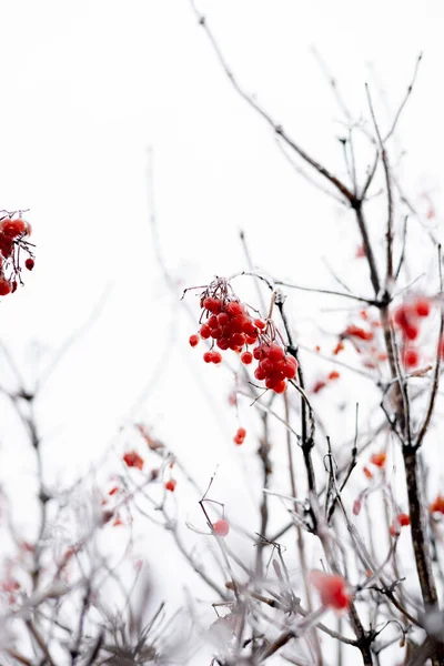 Ледяные Красные Ягоды Фоне Природы Первый Мороз Деревне Концепция Изменения — стоковое фото