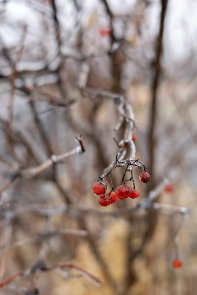 Icy Red Berries Background Nature First Frost Village Climate Change — Stock Photo, Image