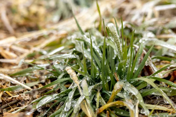 Eisiges Gras Der Erste Frost Klimaschutzkonzept Kopierraum — Stockfoto