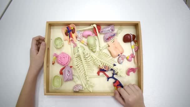 白いテーブルの上に人間の体Montessoriおもちゃと木製のトレイを保持男の子の手のトップビュー 子供のための優しい材料を使用することにより 身体システムと人間の解剖学を学ぶ概念 — ストック動画
