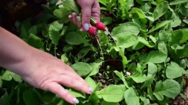 Woman hand pulls a young radish out of the ground. Harvesting in a greenhouse. Fresh vegan food