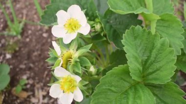 Strawberry bush in the garden with a new flower. Eco-friendly agriculture. Harvested without antioxidants and GMOs.