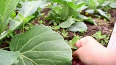 Farmer gets rid of weeds in a cabbage patch. Eco-friendly agriculture. Harvested without antioxidants and GMOs.