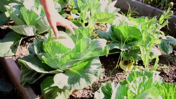 Farmer Cuts Fresh Cabbage Garden Eco Friendly Agriculture Harvested Antioxidants — Stockvideo