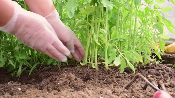 Woman Hand Planting Tomato Seedlings Eco Friendly Agriculture Vegetable Antioxidants — Video Stock