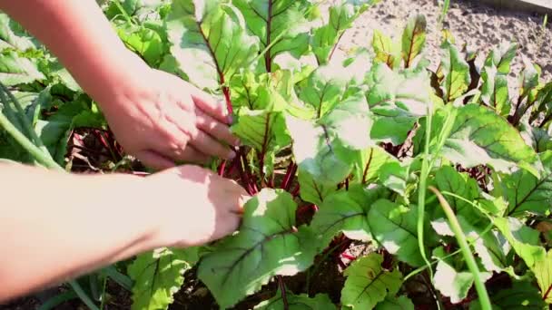 Farmer Hand Pulls Beets Out Ground Eco Friendly Agriculture Vegetable — Stockvideo