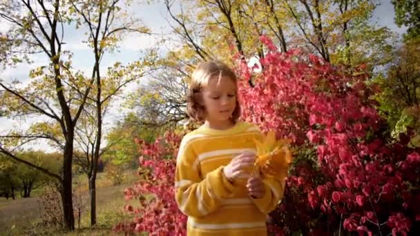 Děvčátko Žlutém Svetru Stojí Podzimním Lese Drží Rukou Javorové Listy — Stock video