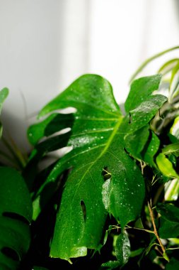 Ev ormanı. Bir sürü yeşil ev bitkisi. Bitki bakımı. Bitkiler için hobi aşkı.