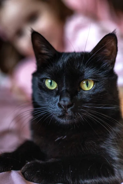Pembe Pijamalı Küçük Bir Kız Siyah Bir Kediyi Okşamaya Çalışıyor — Stok fotoğraf