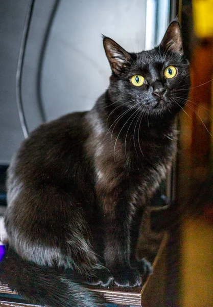 Fekete Macska Otthon Nincsenek Emberek Kedvenc Háziállata Családtag — Stock Fotó
