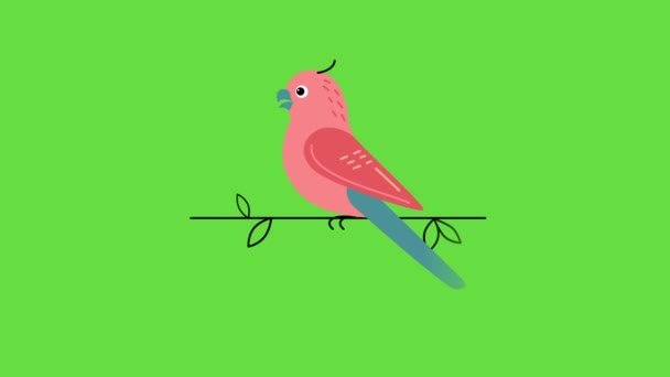 4k video of cartoon pink parrot on green background. — Wideo stockowe