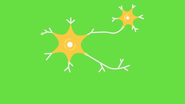Vídeo Neurônios Desenhos Animados Fundo Verde Conceito Órgãos Humanos — Vídeo de Stock