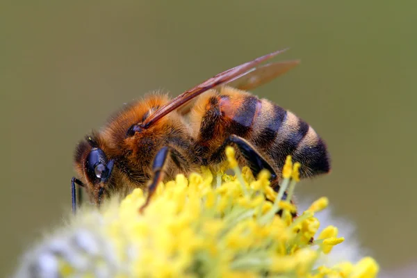 Včela na žluté planetě — Stock fotografie