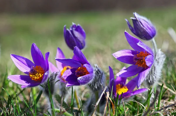 보라색 Pulsatilla 그 랜 디스 — 스톡 사진