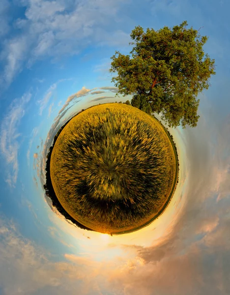 Planet with tree at sunset — Stock Photo, Image