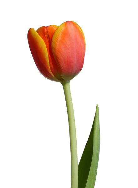 Orange - Yellow tulip — Stock Photo, Image