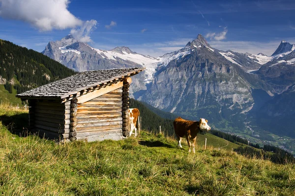Arka planda büyük tepeler ile Swiss inek — Stok fotoğraf