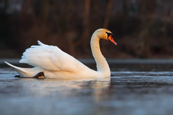 Cigno in acqua — Foto Stock