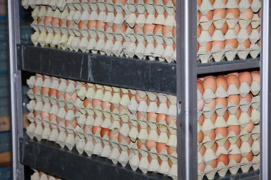Eggs in factory clipart
