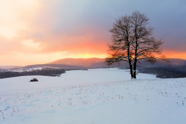 Paesaggio invernale nella natura innevata con sole e albero — Foto Stock