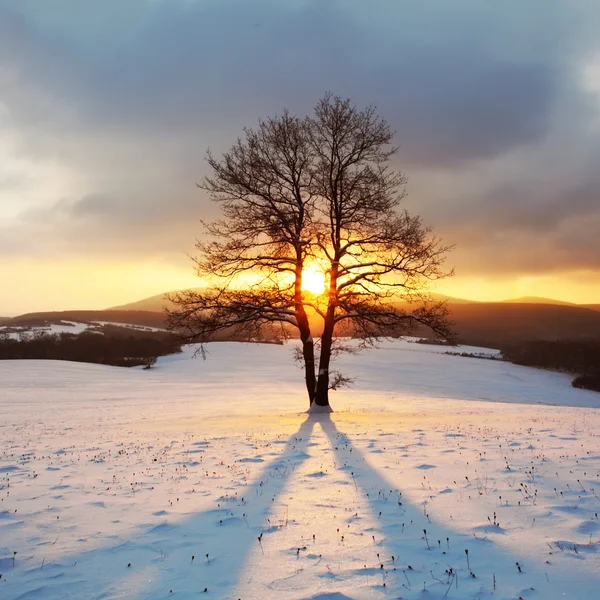 Albero solitario sul prato in inverno con raggi di sole — Foto Stock