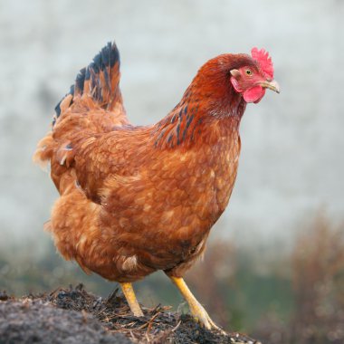 tavuk çiftliğindeki