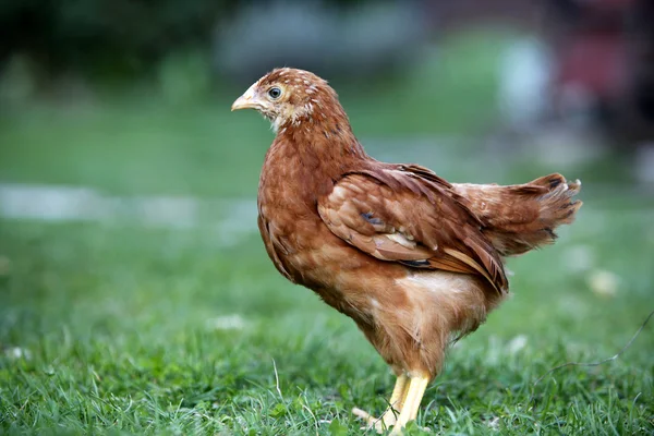 Молодая курица — стоковое фото