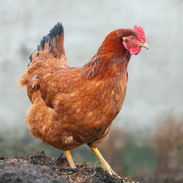 Hen in farm — Stock Photo, Image