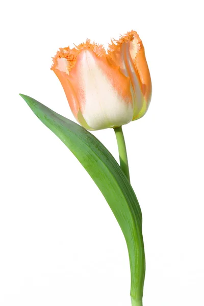 Tulipe isolée sur blanc — Photo