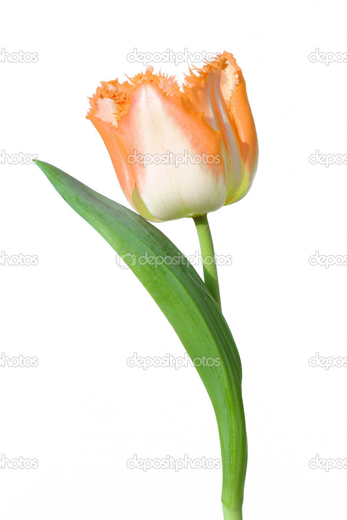 Tulip isolated on white