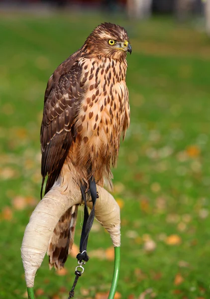 Jovem Goshawk. — Fotografia de Stock