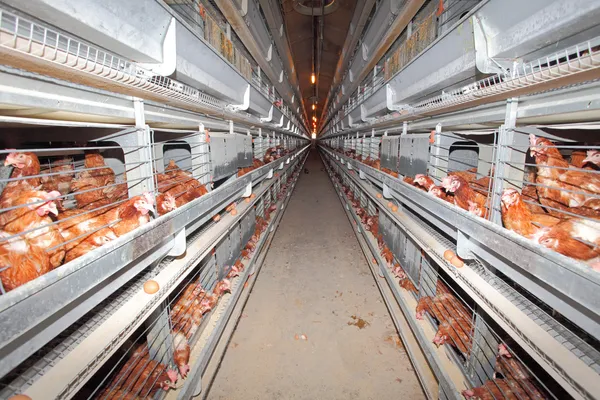 Fazenda de frango - interior — Fotografia de Stock